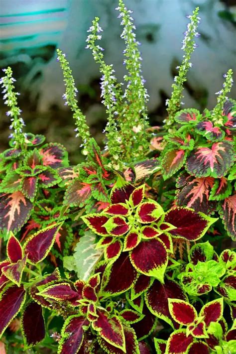 lowes coleus|shade coleus varieties.